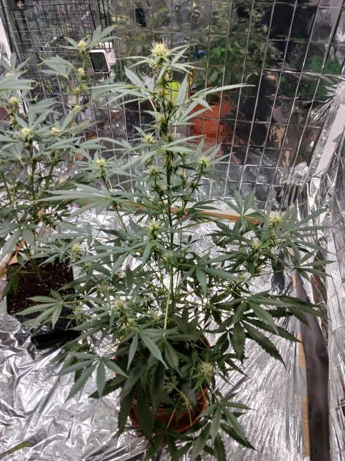 Northern Lights Auto FB. Week 7
