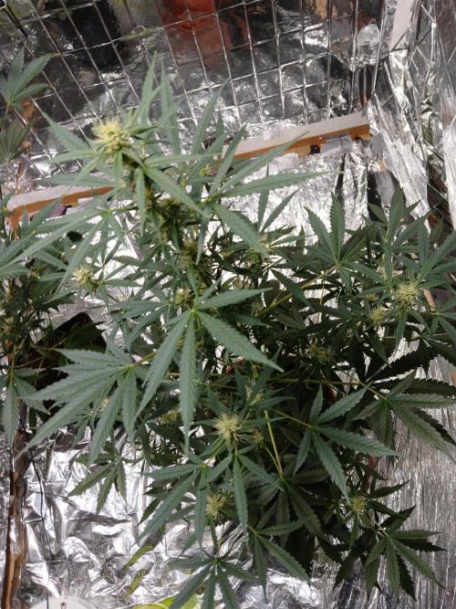 Northern Lights Auto. Week 7