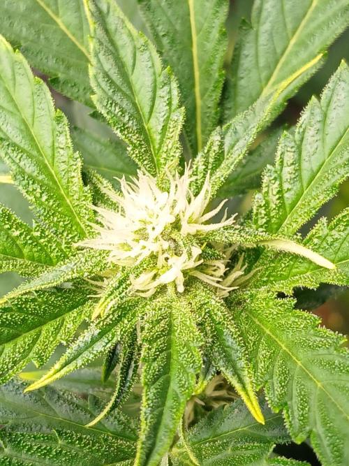 Apricot Auto Fastbuds. Week 7