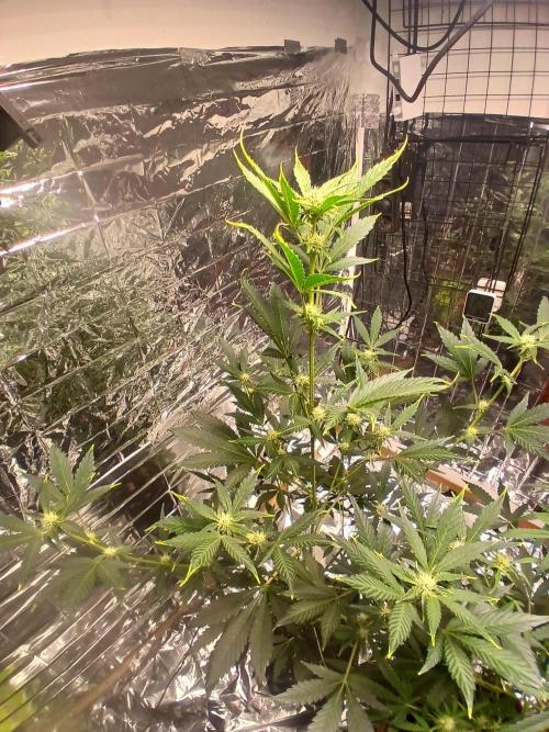 Apricot Auto Fastbuds. Week 7