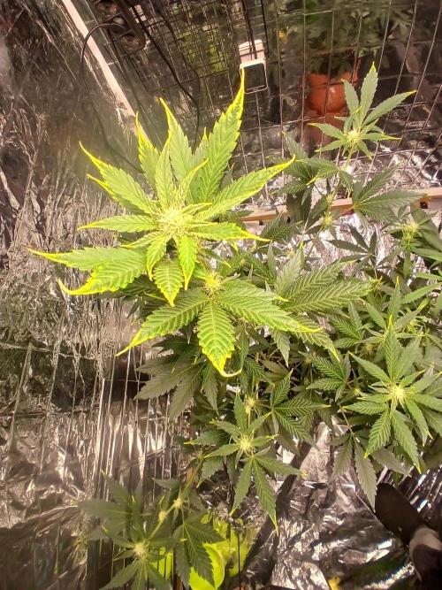 Apricot Auto Fastbuds. Week 7