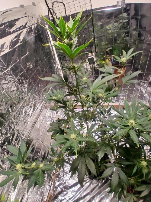 Apricot Auto Fastbuds. Week 7