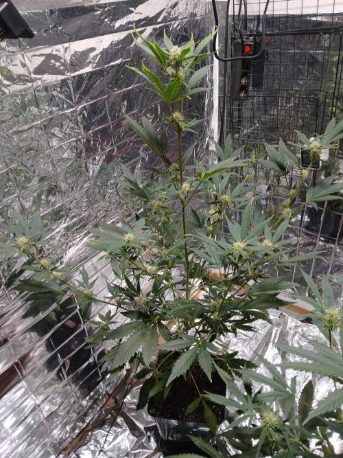 Apricot Auto Fastbuds. Week 7