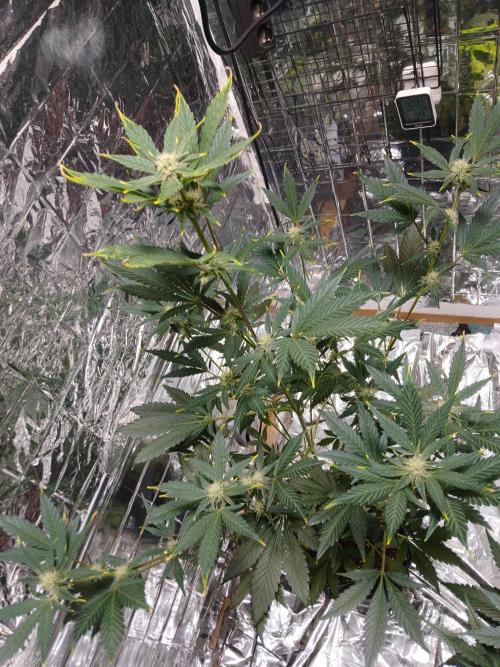 Apricot Auto Fastbuds. Week 7
