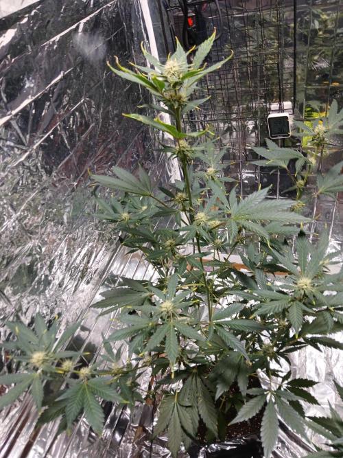 Apricot Auto Fastbuds. Week 7