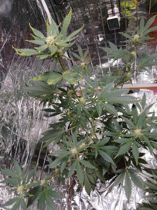 Apricot Auto Fastbuds. Week 7