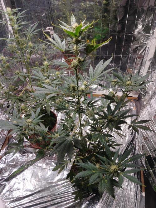 Apricot Auto Fastbuds. Week 8