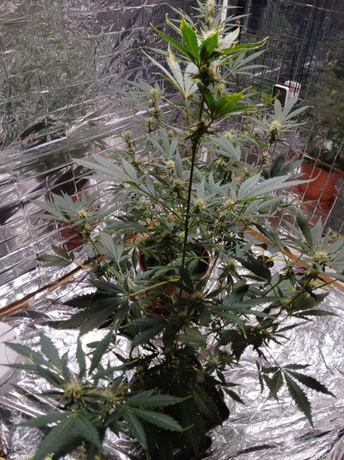 Apricot Auto Fastbuds. Week 8