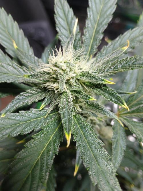 Apricot Auto Fastbuds. Week 8