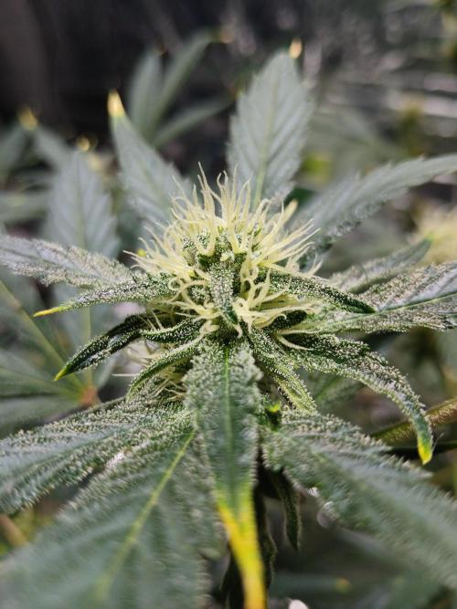 Apricot Auto Fastbuds. Week 8