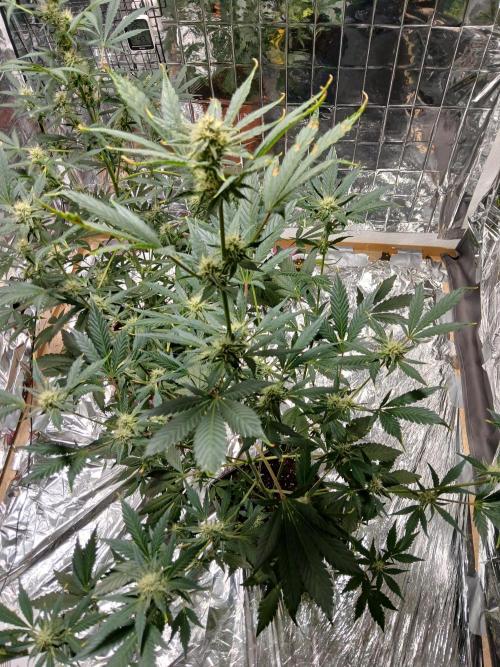 Apricot Auto Fastbuds. Week 8