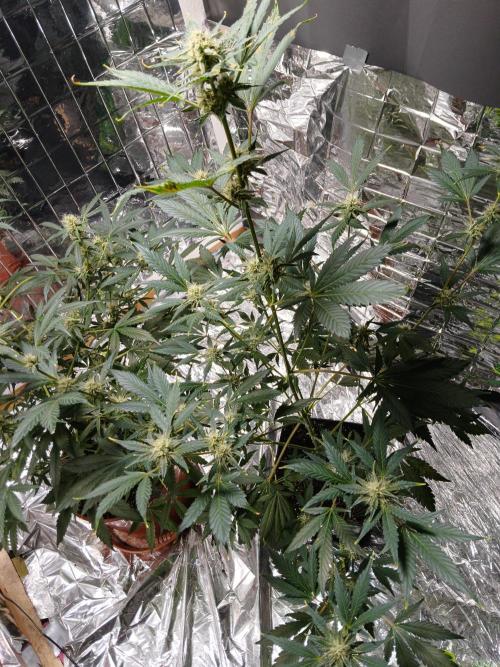 Apricot Auto Fastbuds. Week 8