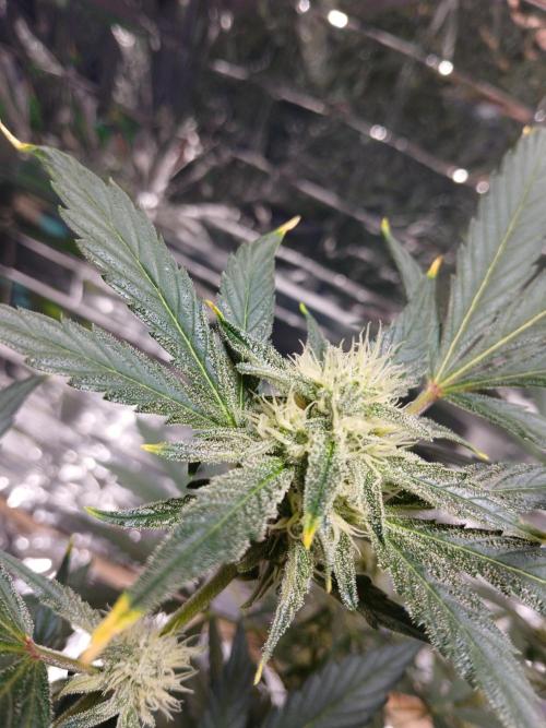 Apricot Auto Fastbuds. Week 8