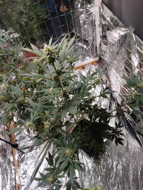 Apricot Auto Fastbuds. Week 8