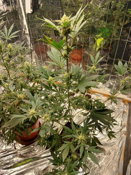 Apricot Auto Fastbuds. Week 9