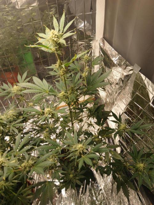 Apricot Auto Fastbuds. Week 9