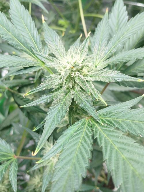 Apricot Auto Fastbuds. Week 9