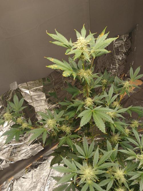 Apricot Auto Fastbuds. Week 9