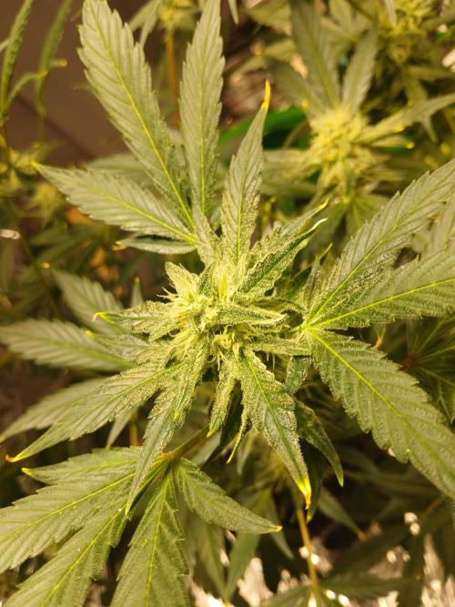 Apricot Auto Fastbuds. Week 9