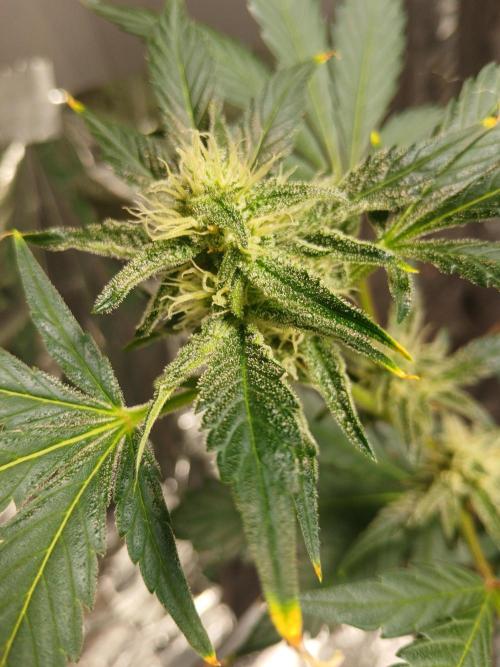 Apricot Auto Fastbuds. Week 9