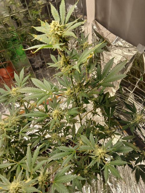 Apricot Auto Fastbuds. Week 9