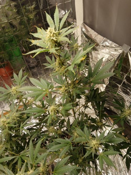 Apricot Auto Fastbuds. Week 9