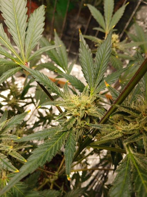 Apricot Auto Fastbuds. Week 9