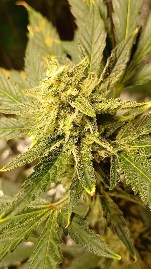 Apricot Auto Fastbuds