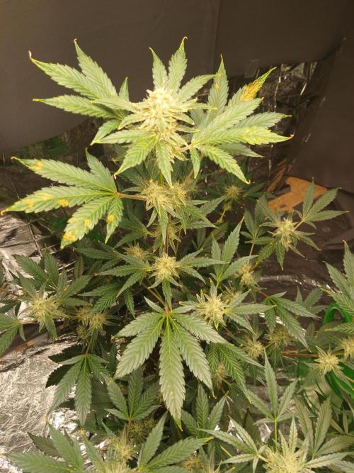 Apricot Auto Fastbuds. Week 9