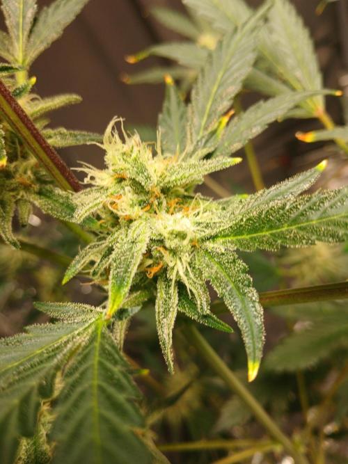 Apricot Auto Fastbuds. Week 9