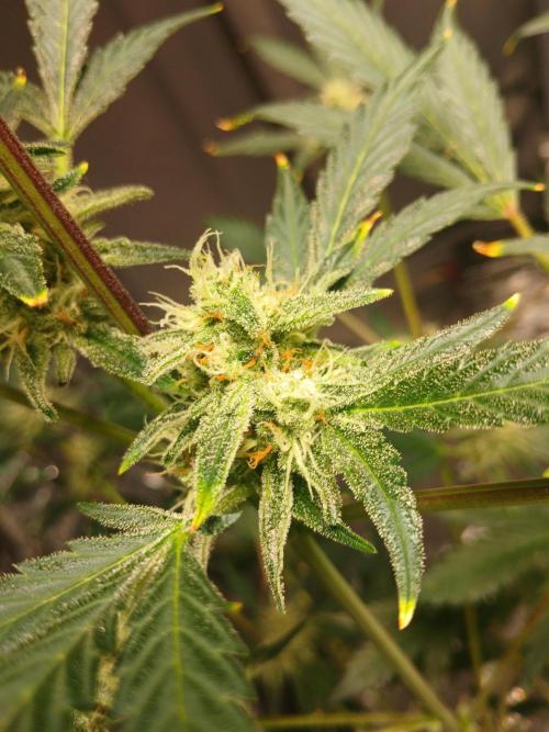 Apricot Auto Fastbuds. Week 9