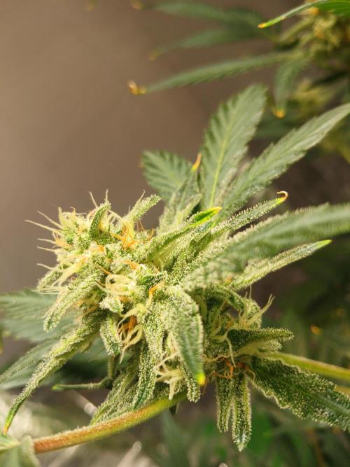 Apricot Auto Fastbuds. Week 9