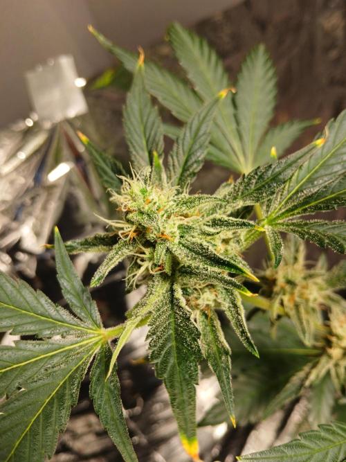 Apricot Auto Fastbuds. Week 10