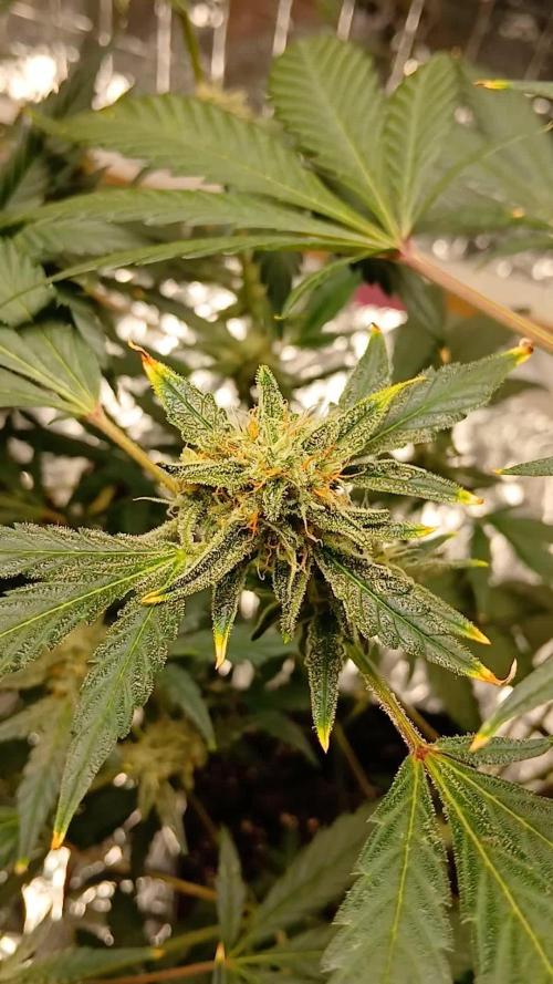 Apricot Auto Fastbuds