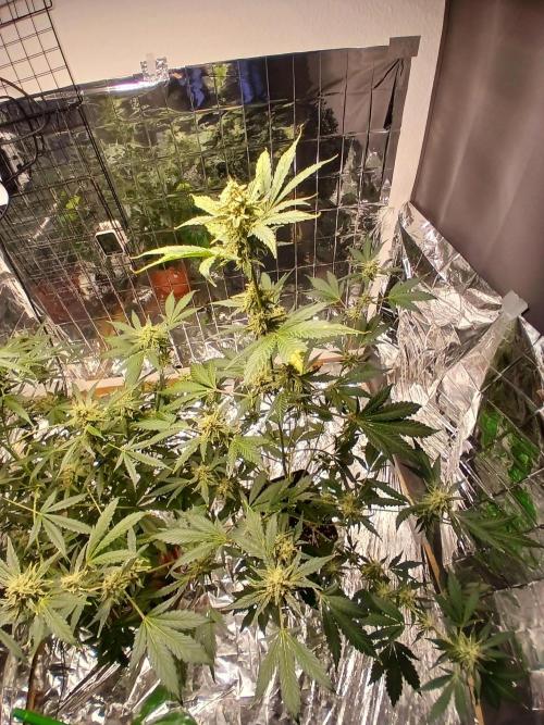 Apricot Auto Fastbuds. Week 10
