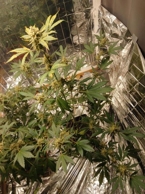 Apricot Auto Fastbuds. Week 11