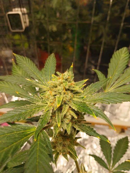 Apricot Auto Fastbuds. Week 11