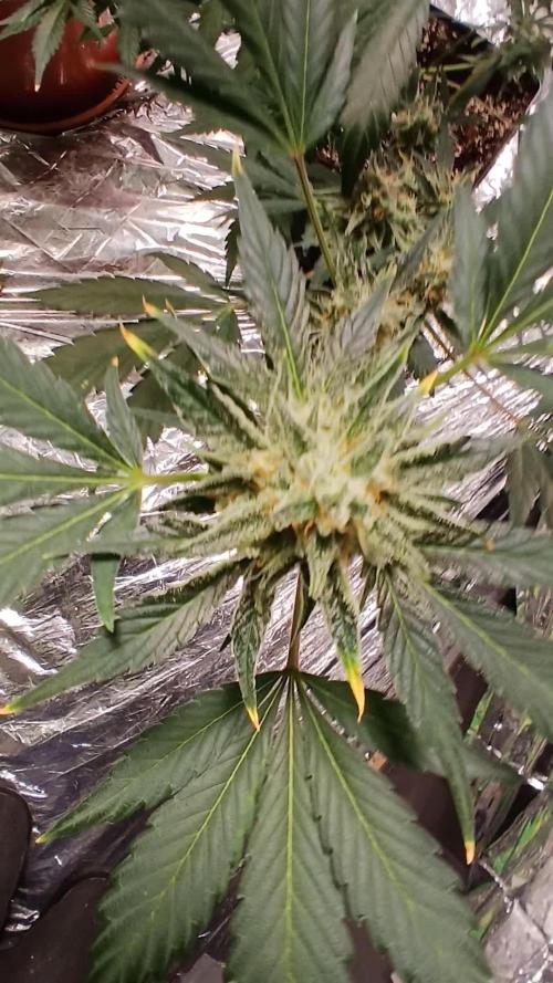 Apricot Auto Fastbuds