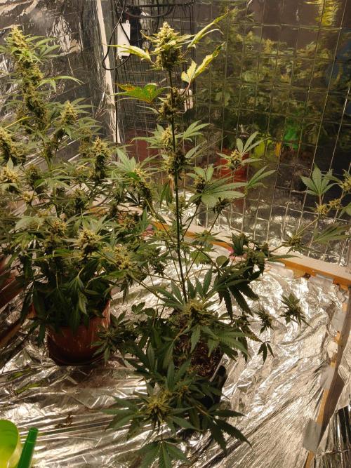 Apricot Auto. Week 11