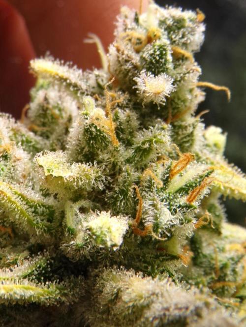 Apricot Auto Fastbuds. Week 12
