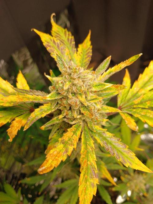 Apricot Auto Fastbuds. Week 12