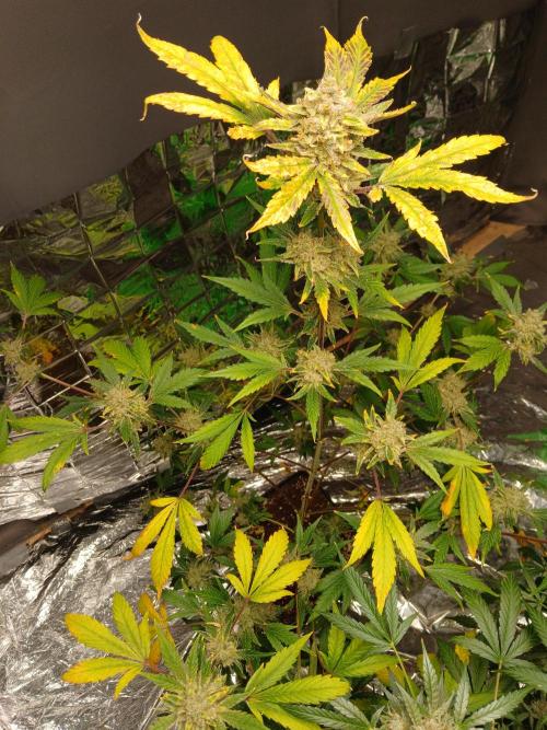 Apricot Auto Fastbuds. Week 12