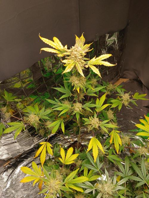 Apricot Auto. Week 12