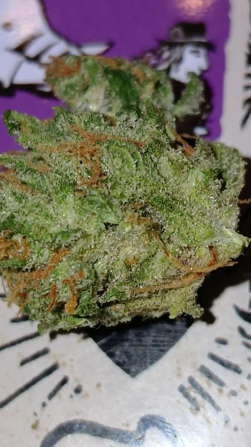 Apricot Auto Fastbuds