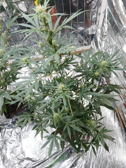 Northern Lights Auto FB. Week 8