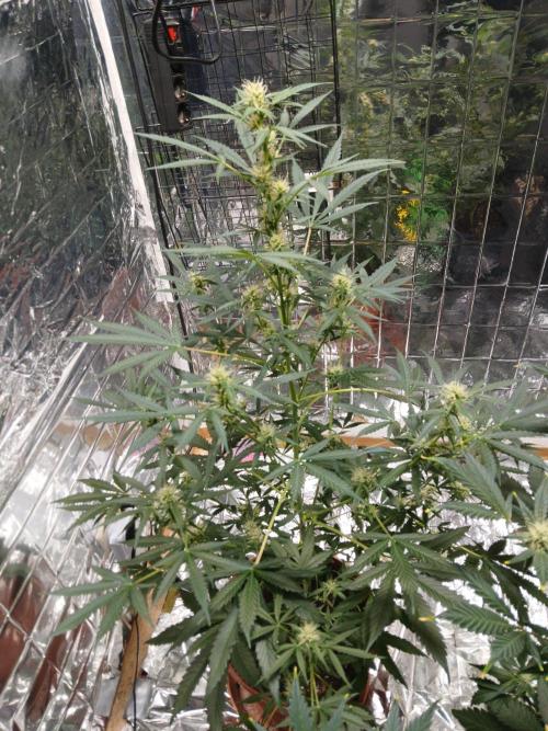 Northern Lights Auto FB. Week 8