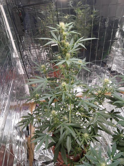 Northern Lights Auto FB. Week 8