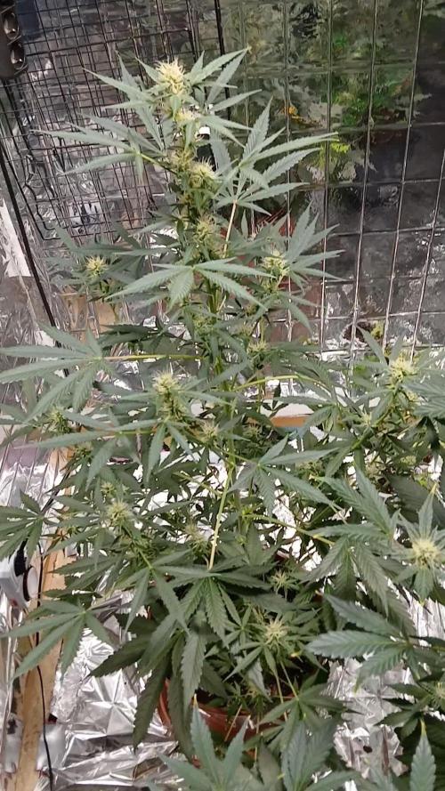 Northern Lights Auto FB