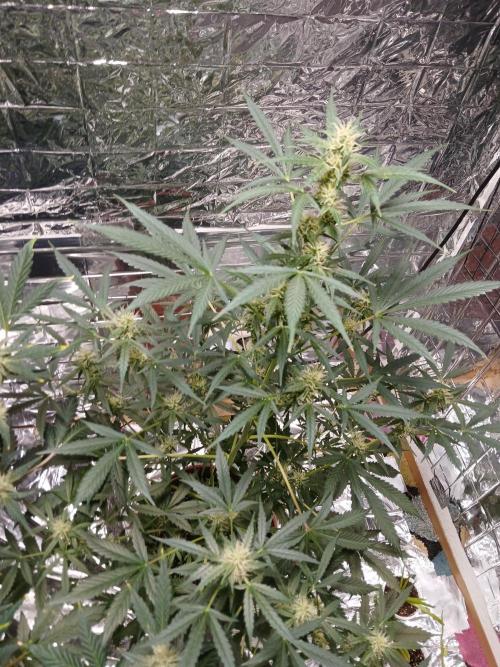 Northern Lights Auto FB. Week 8