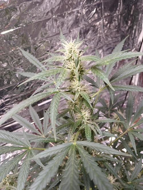 Northern Lights Auto FB. Week 8
